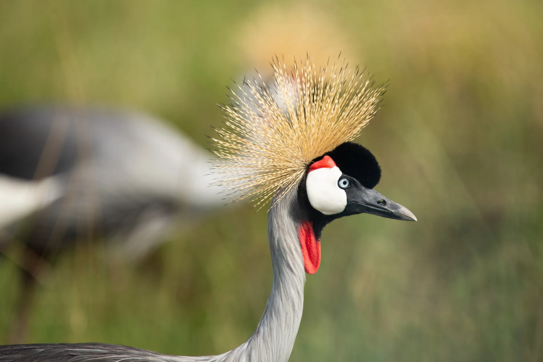 Crowned Crane