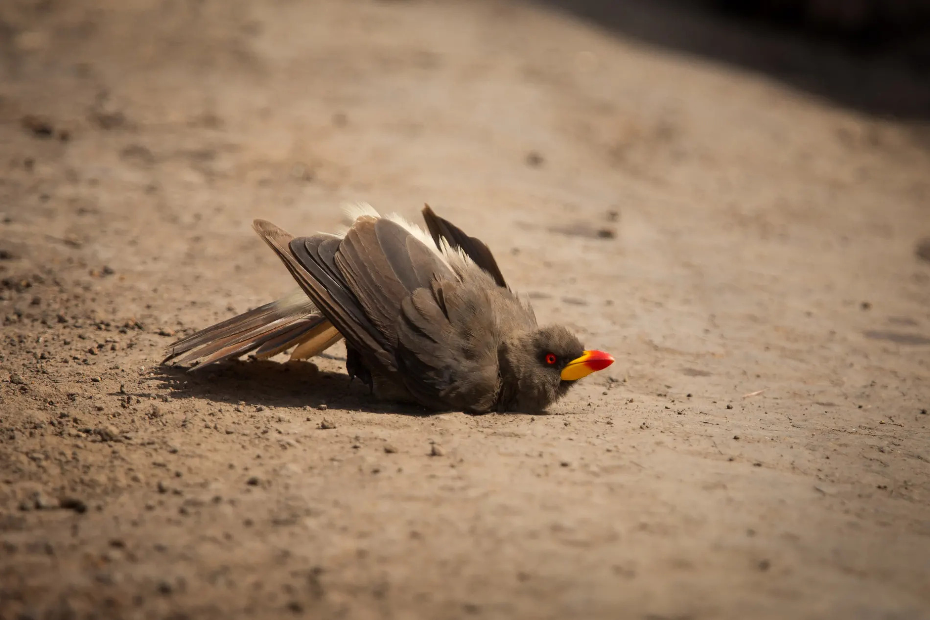 Oxpecker dustbath