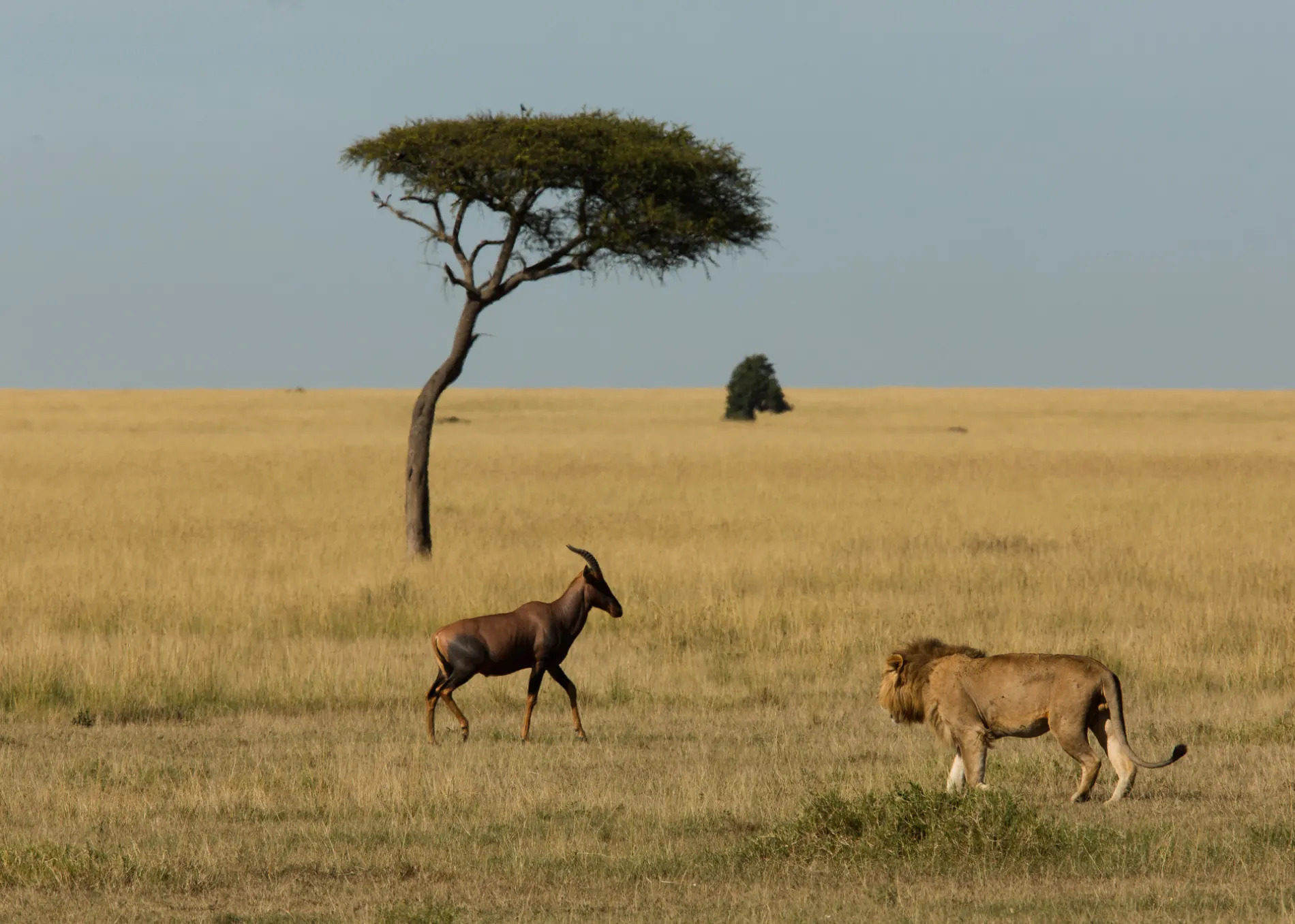 Lion and Topi