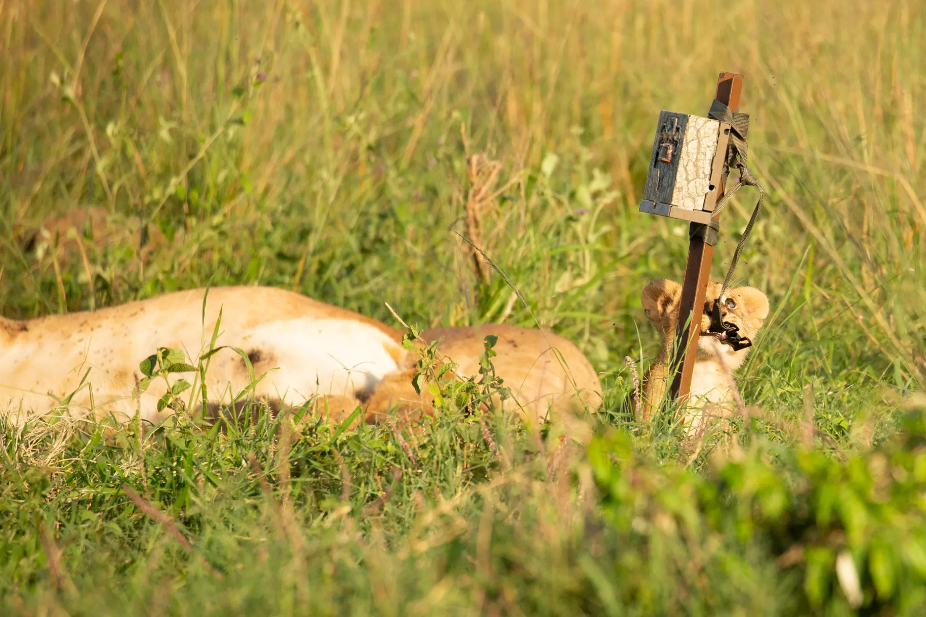 Lion cub and camera