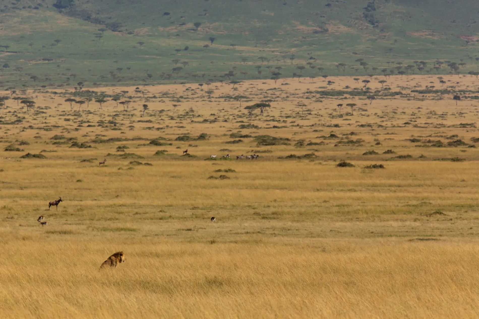 Lion and scenery