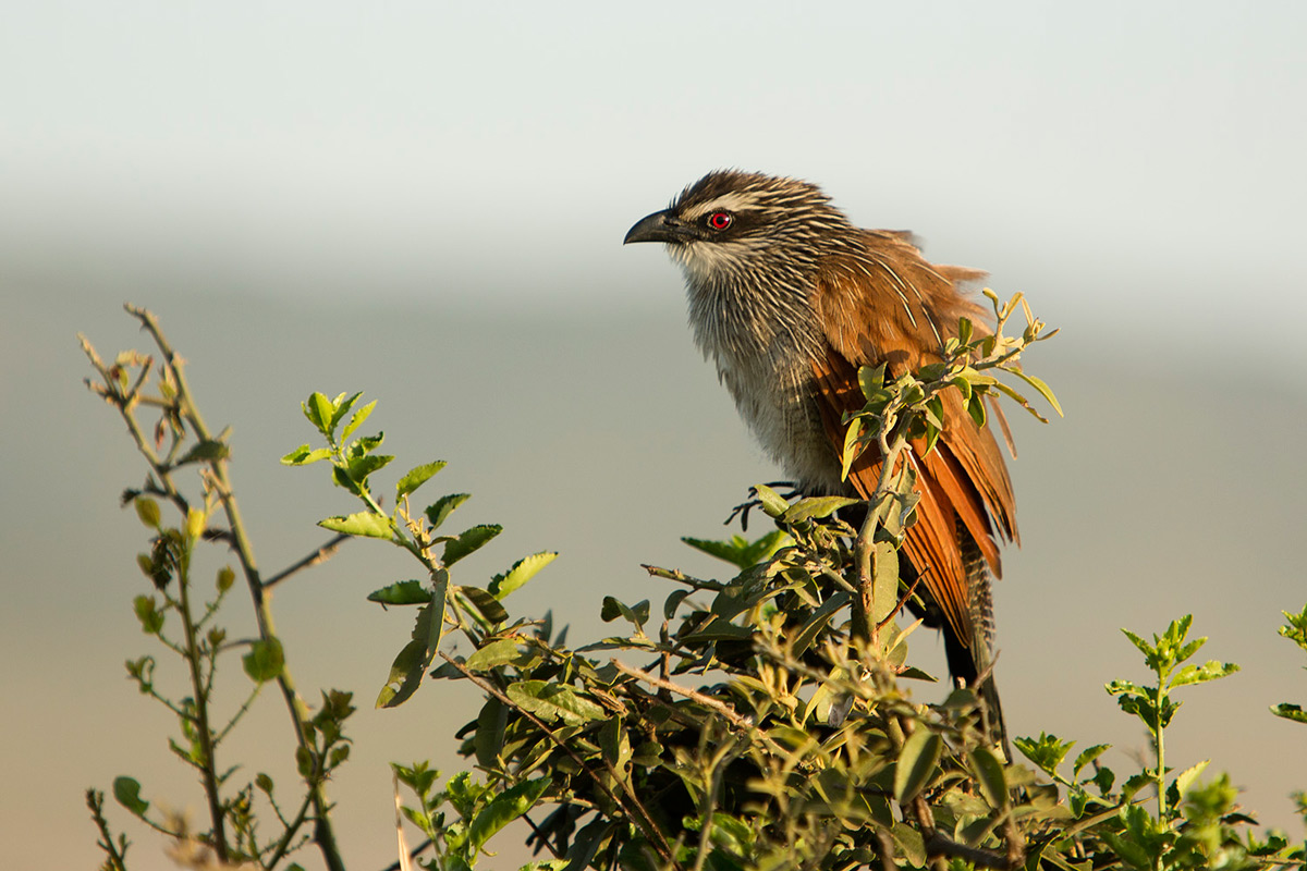White-browed-coucal