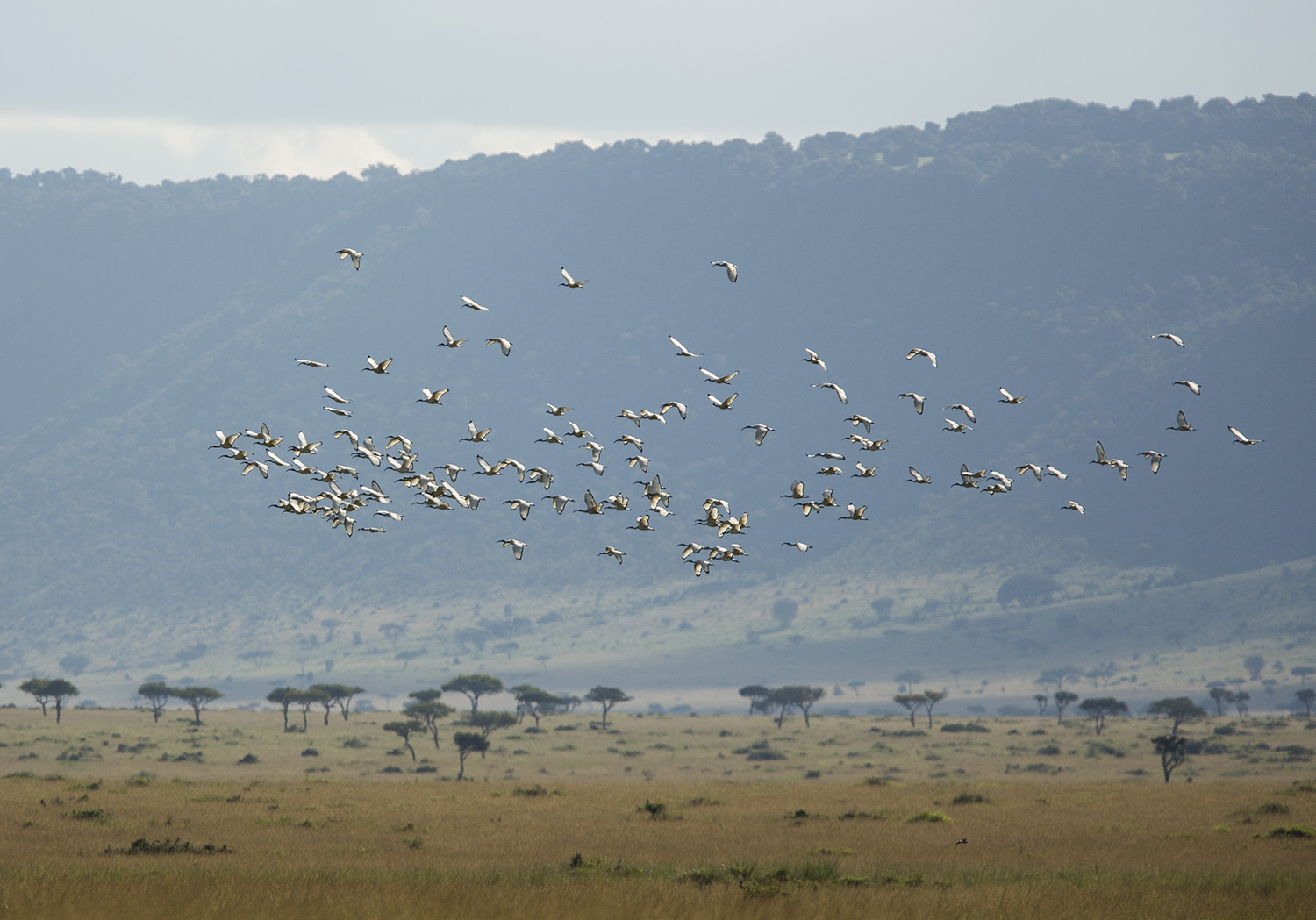 Sacred ibis flock