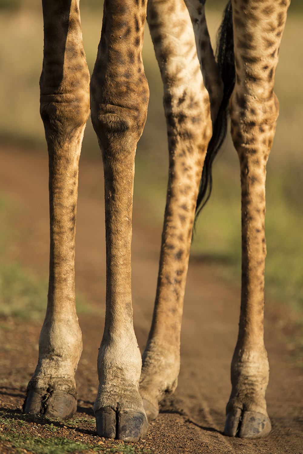 Giraffe legs
