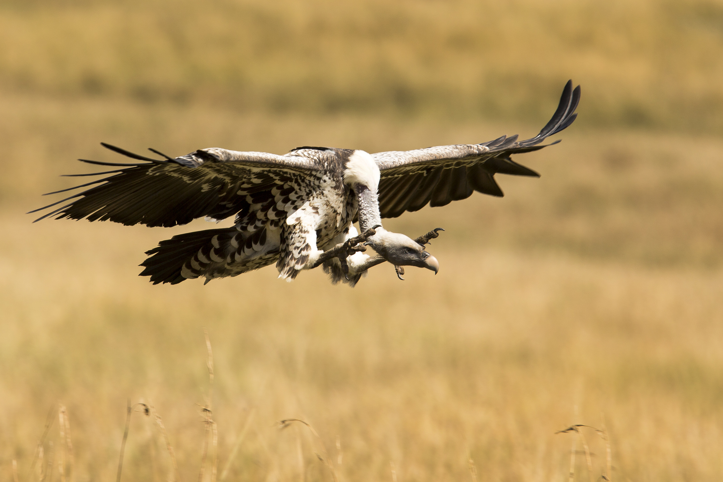 Vulture landing in the Mara Triangle