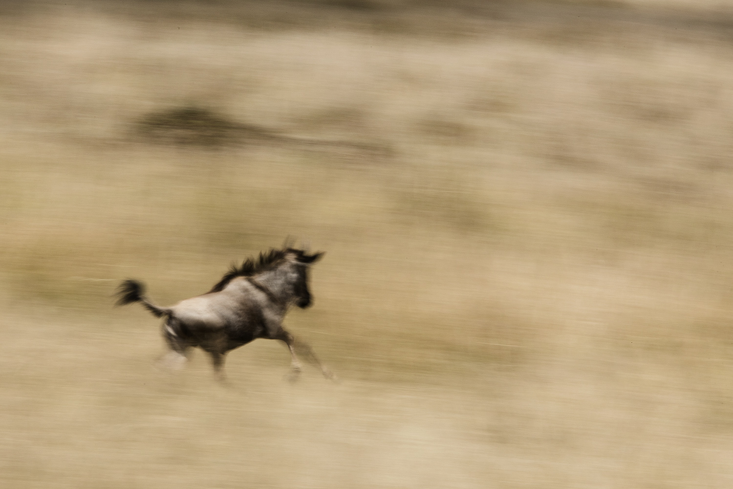 A young Wildebeest during the great migration in the Maasai Mara