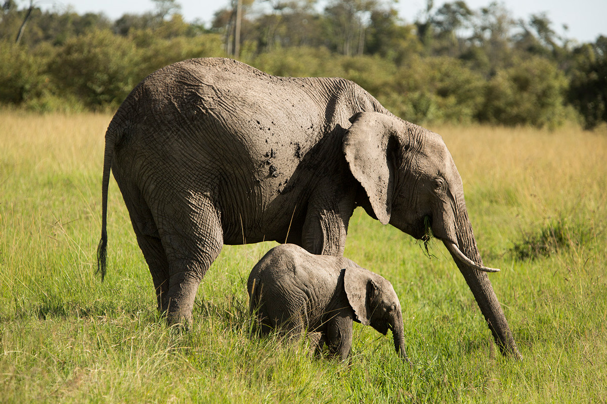 Elephant-and-baby