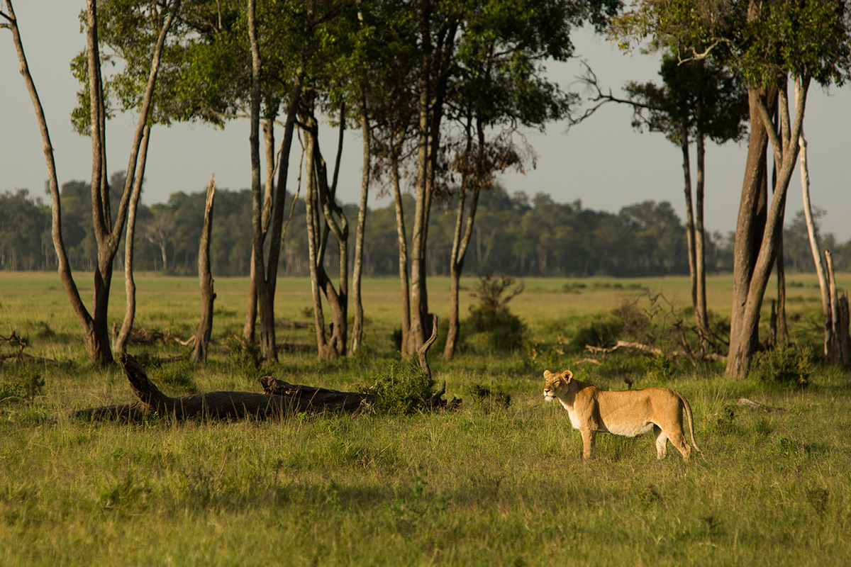 Lioness-from-Marsh-Breakaways