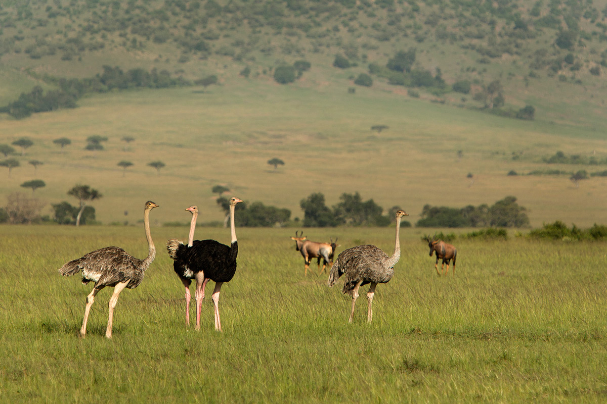 Ostrich-group