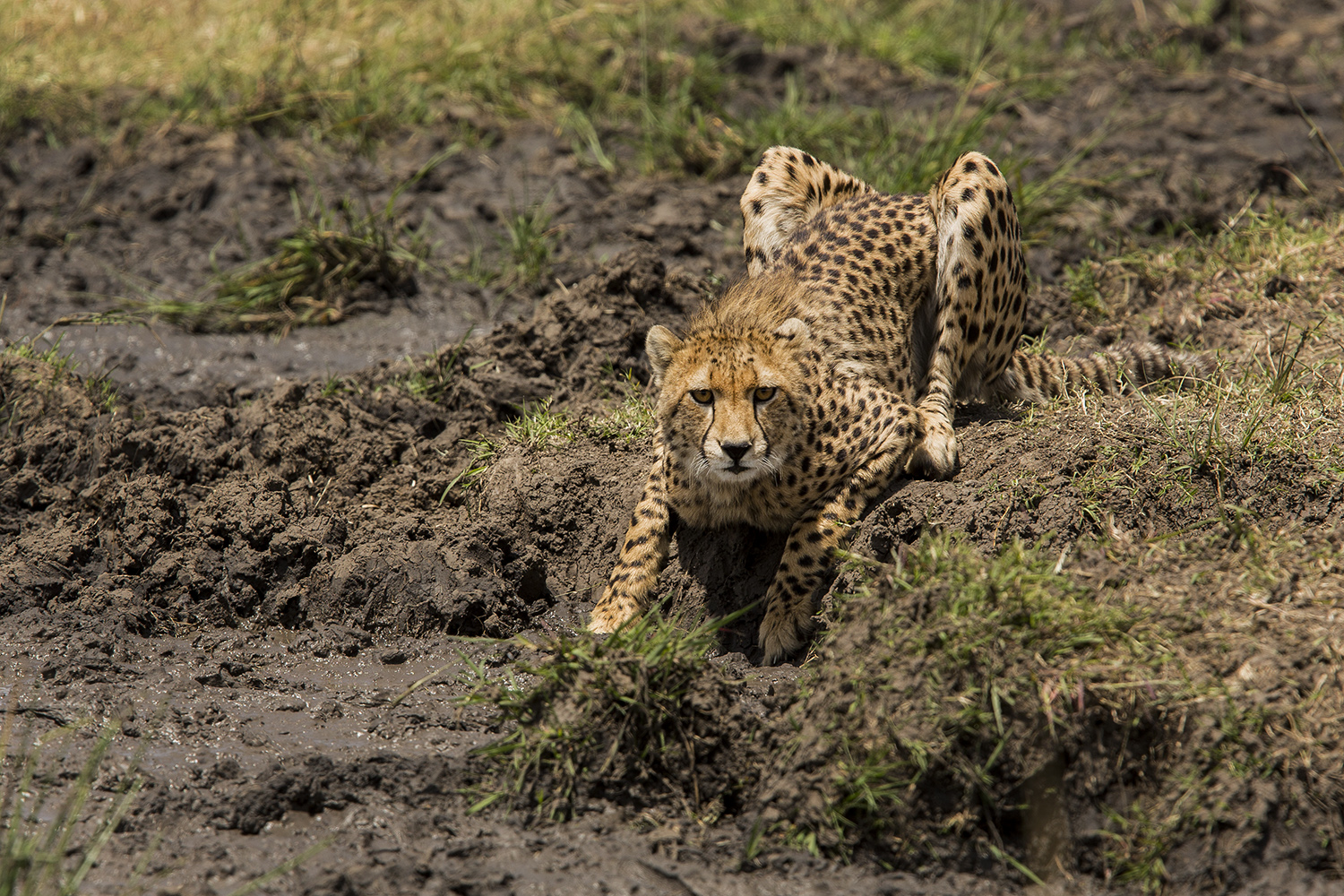 Cheetah looving at the photographer in the maasai mara