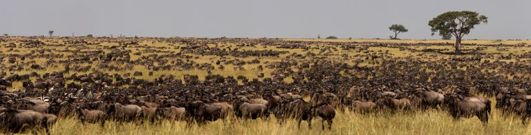 Great-migration-herds Maasai Mara