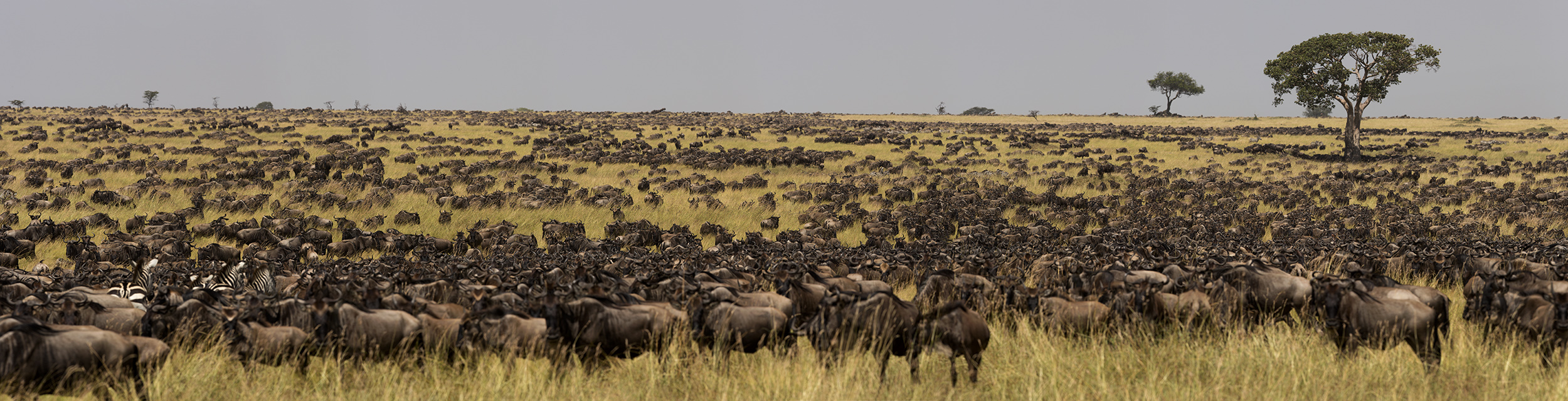 Wildebeest herd during the great migration in the Maasai Mara