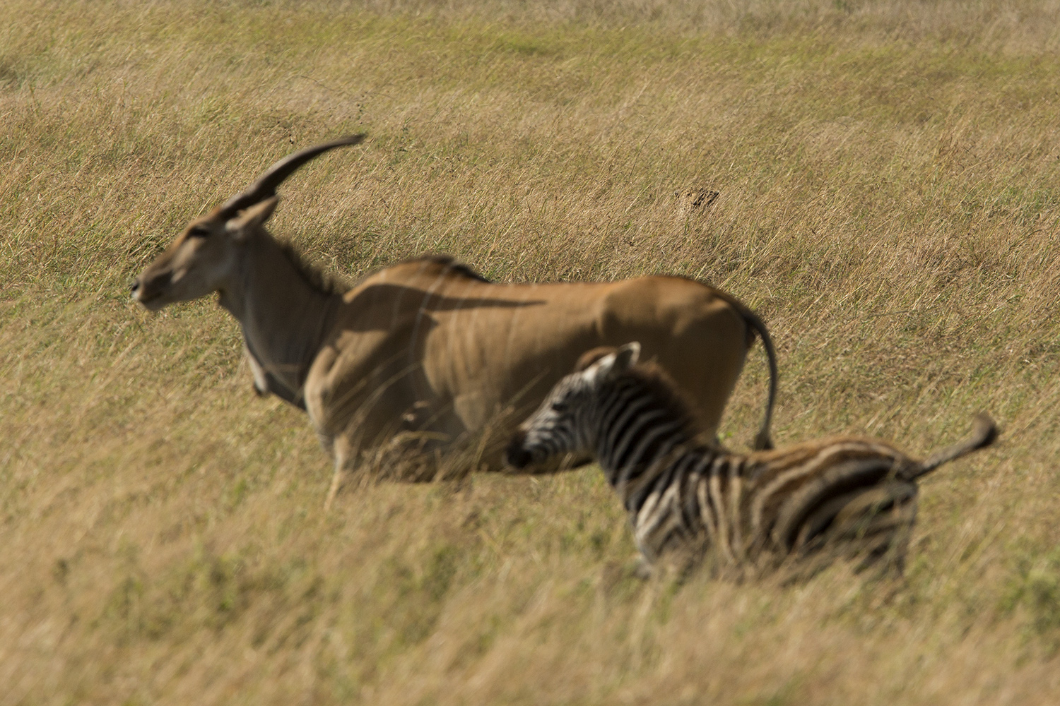 Leoaprd and Eland on african safari