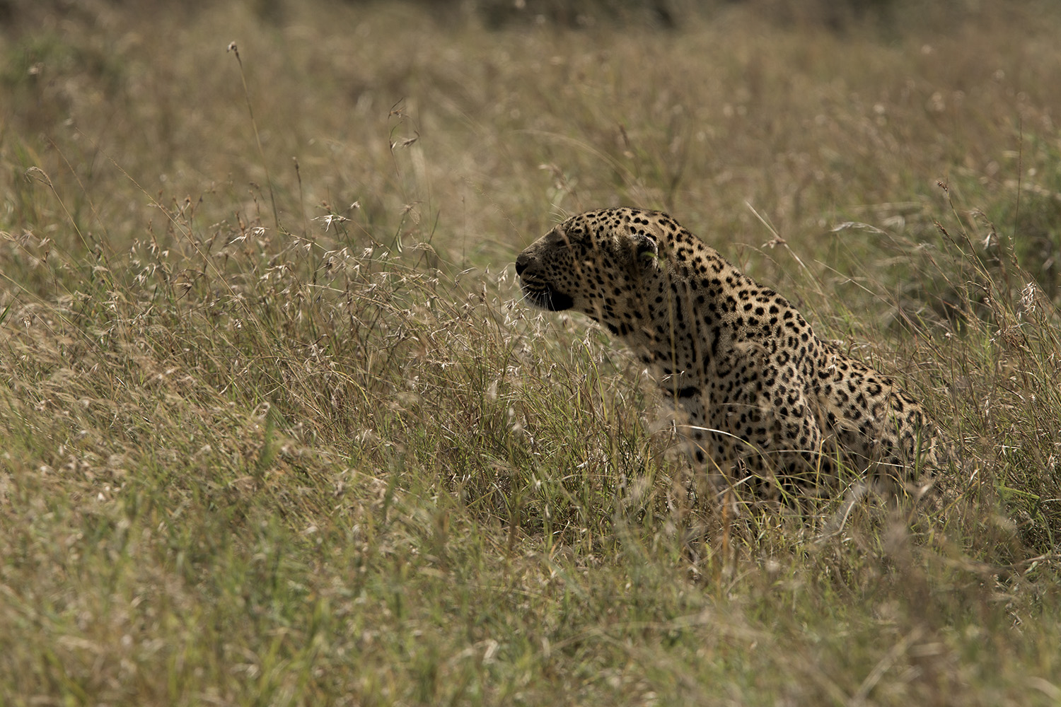 Leopard desat in the maasai mara bush