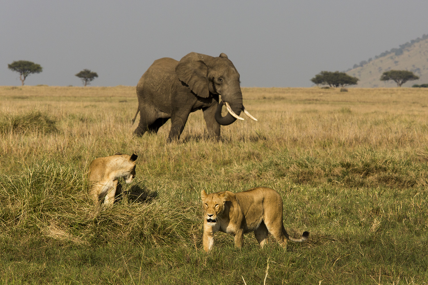 Lions and elephants in the maasai mara