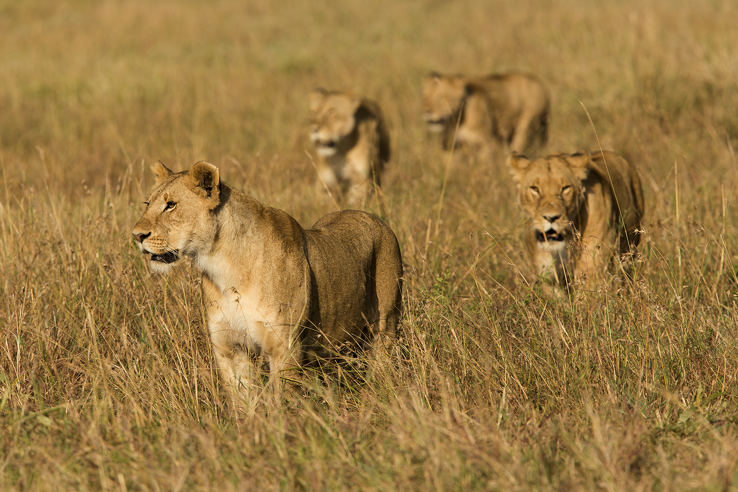 Lions walking in the maasai mara