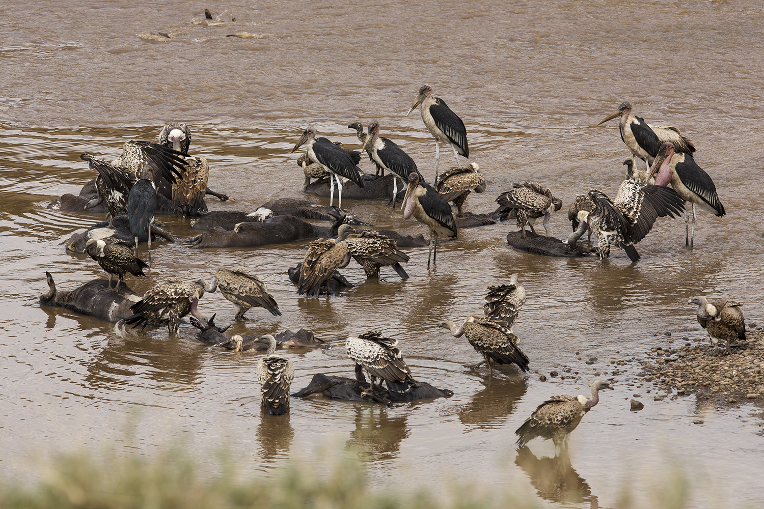 Vulture frenzy on the maasai mara migration river crossing