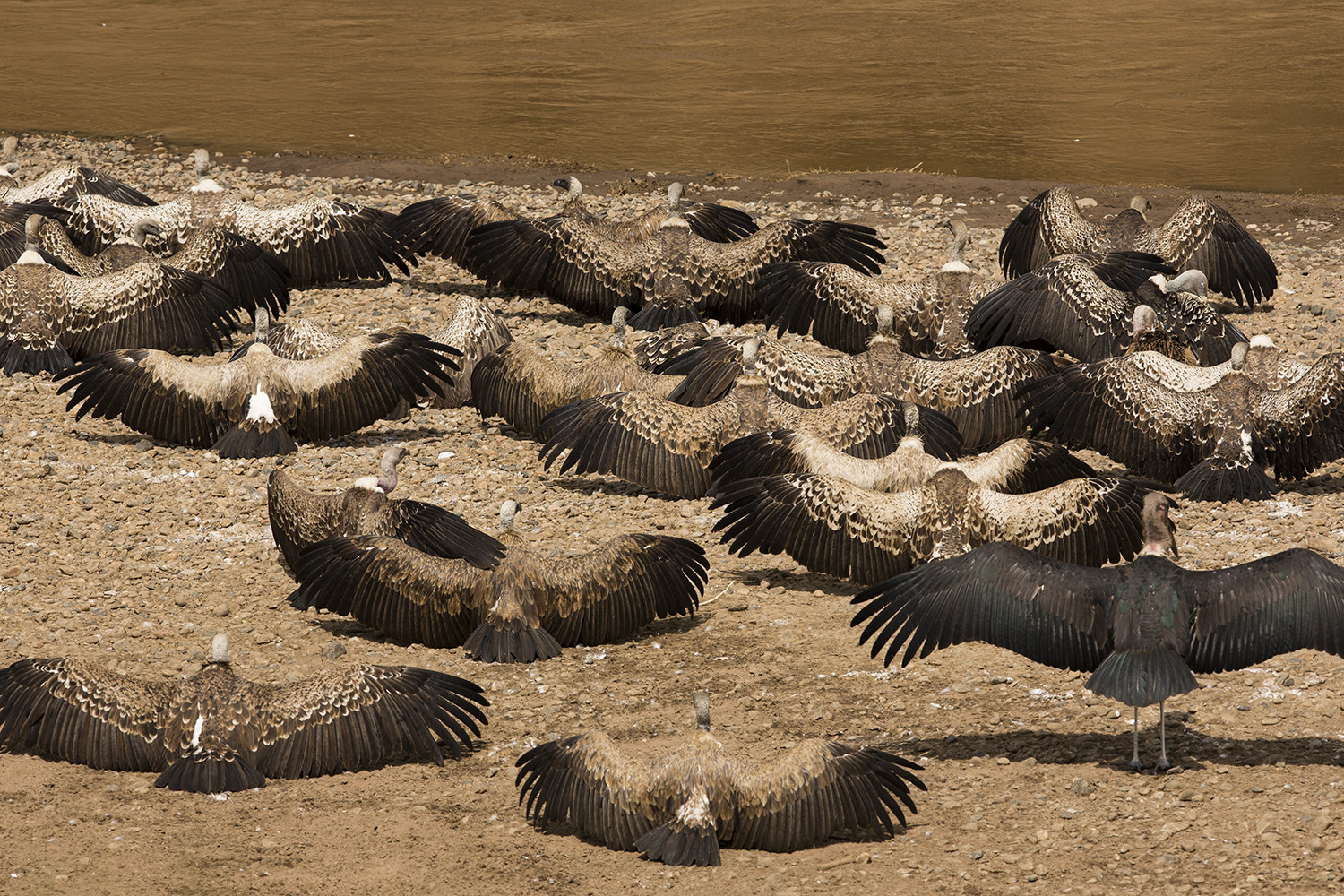 Vultures at rest waiting to feast on migration leftovers