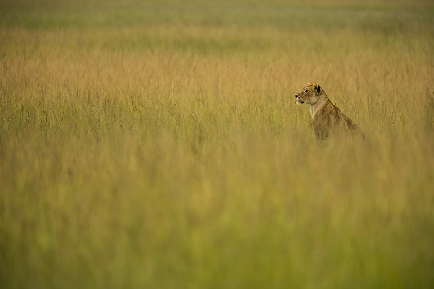 Lioness in yellow grass