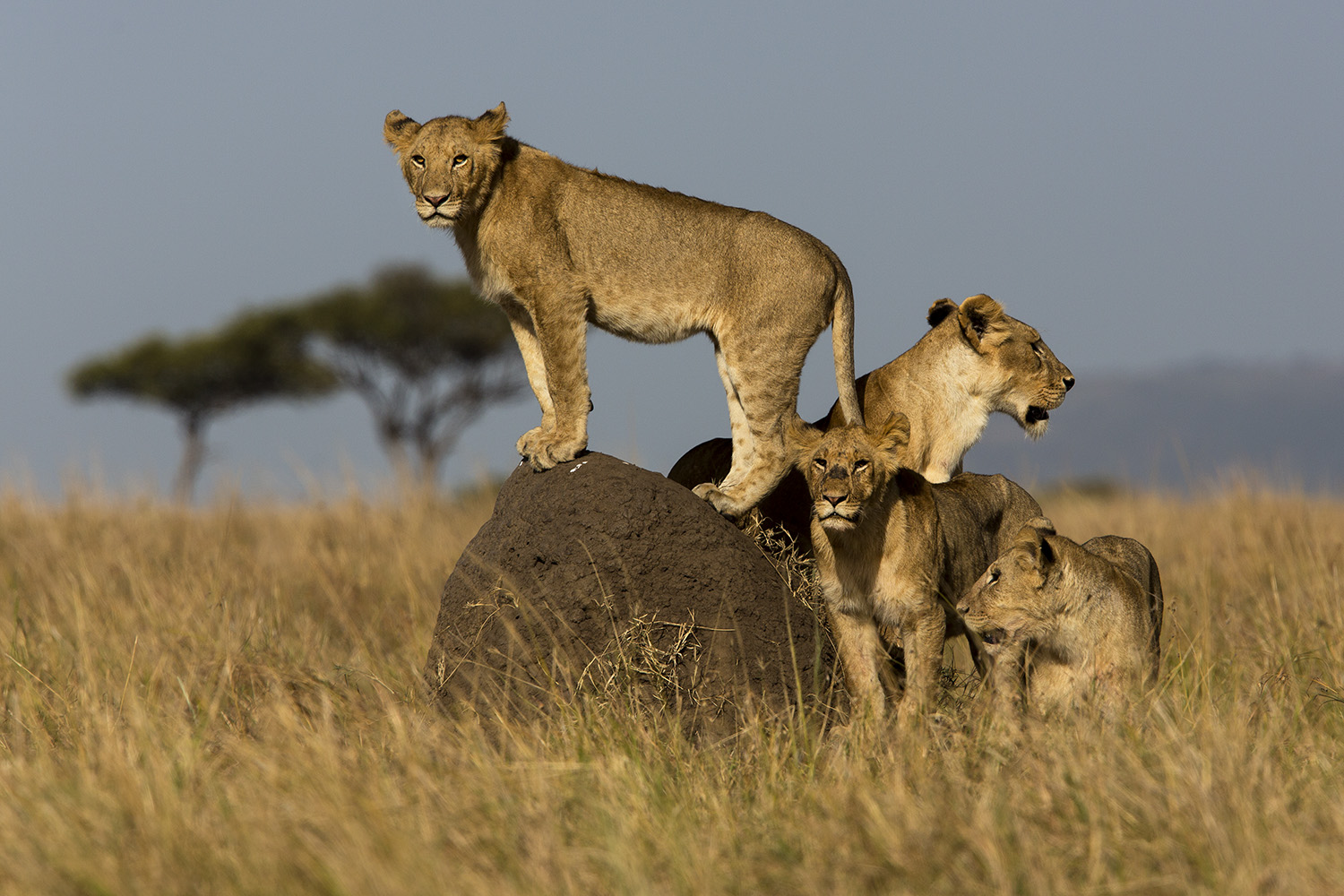 Lions on mound Maasai Mara