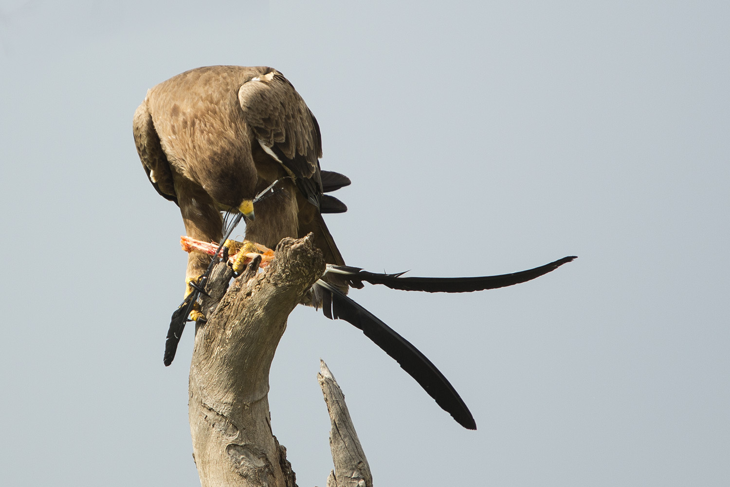 Tawny Eagle eating