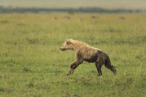 A leucistic hyena seen in the reserve three years ago