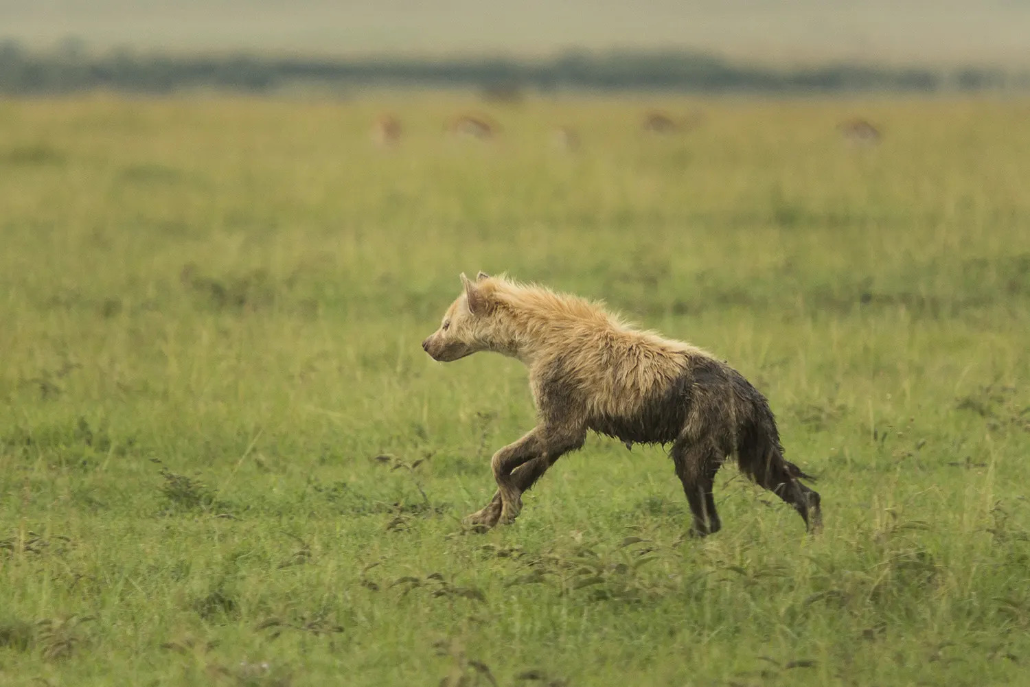 White Hyena