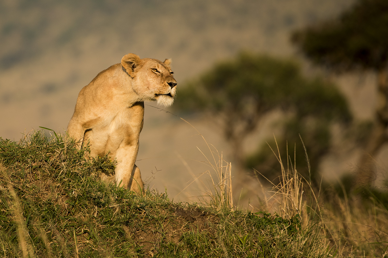 Lioness roar