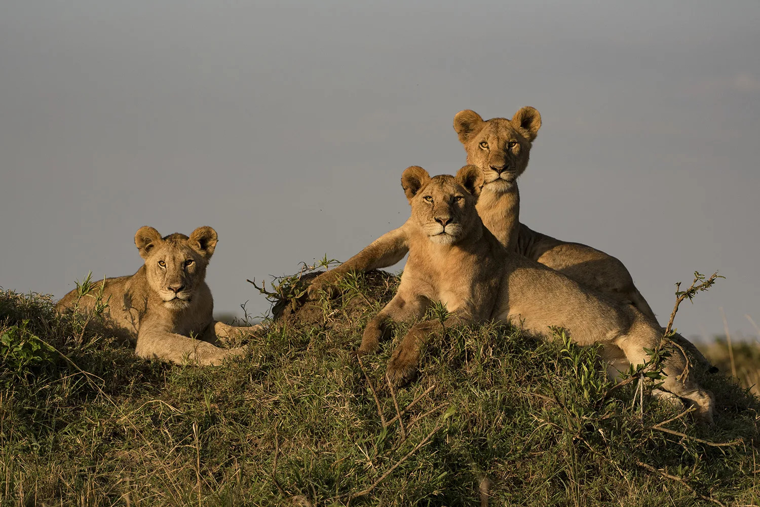 Lions on mound