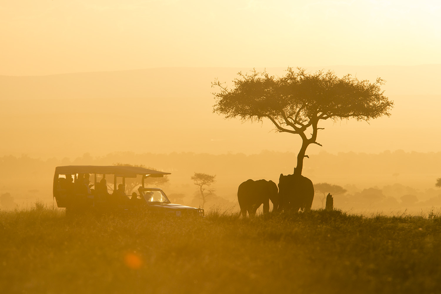 Early morning elephant