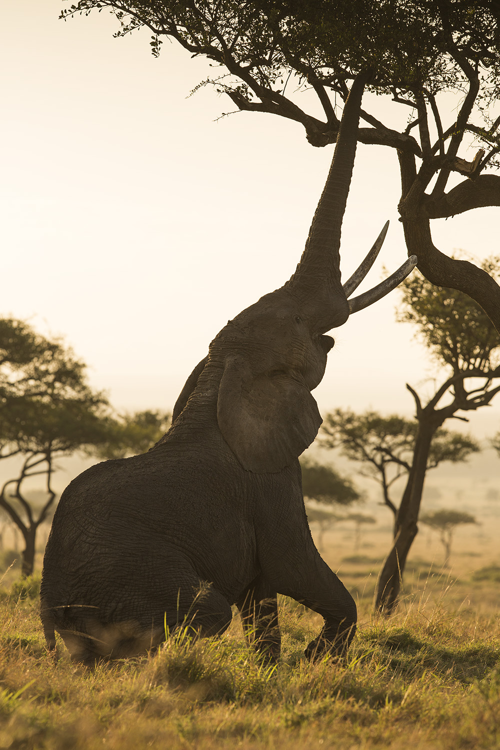 Elephant stretch