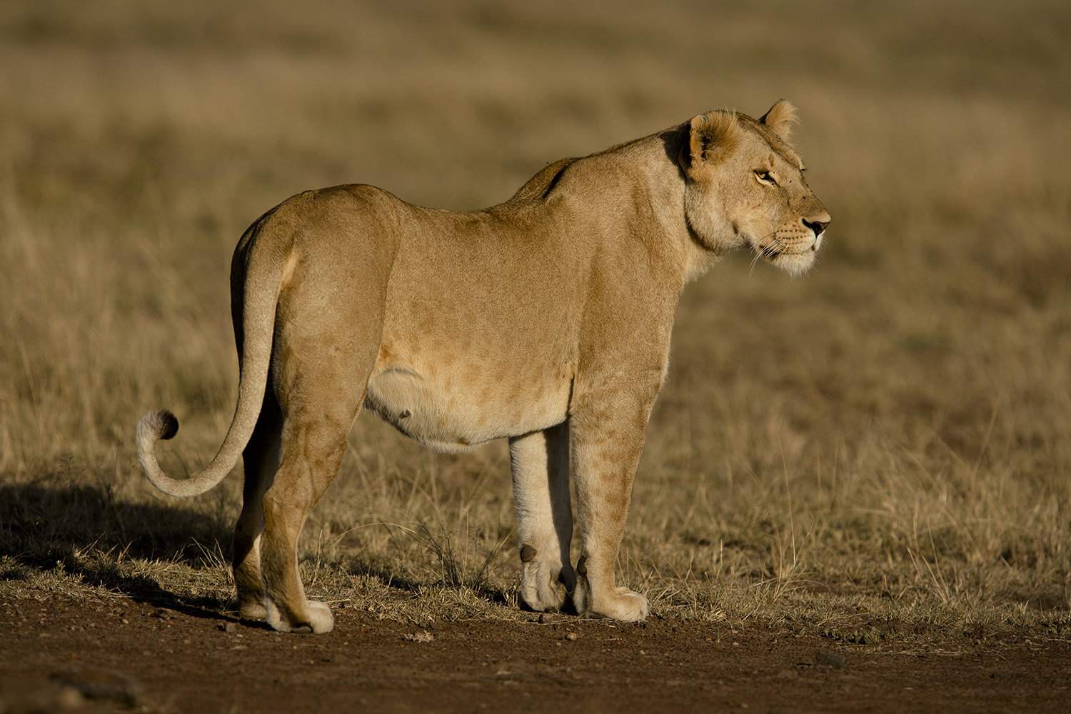 Lioness looks