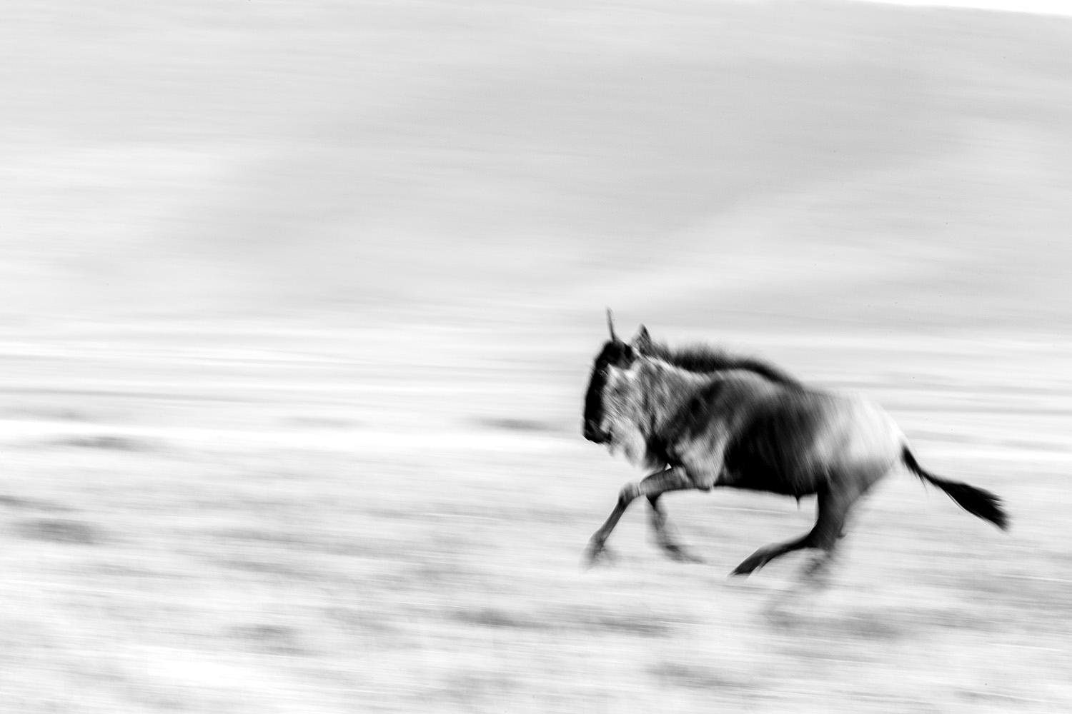 Wildebeest blur bw