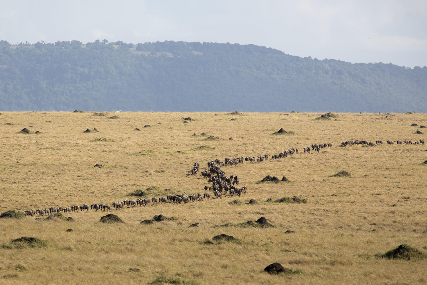 Wildebeest line