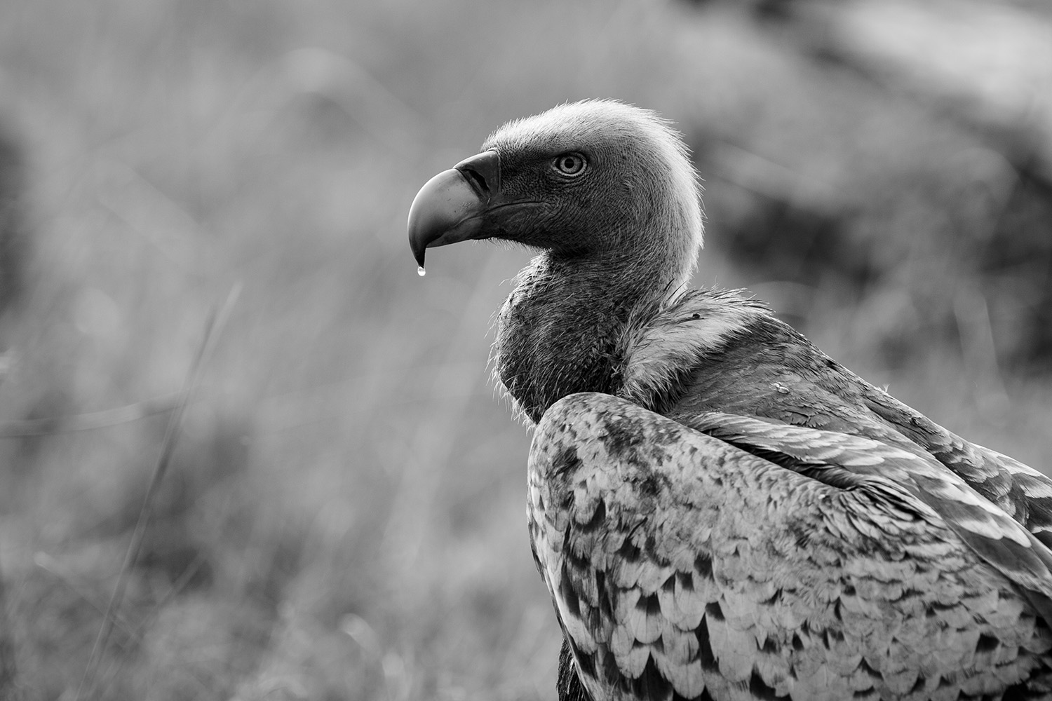 Vulture bw with water