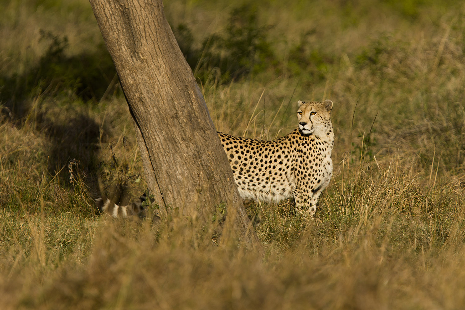 Cheetah looks back