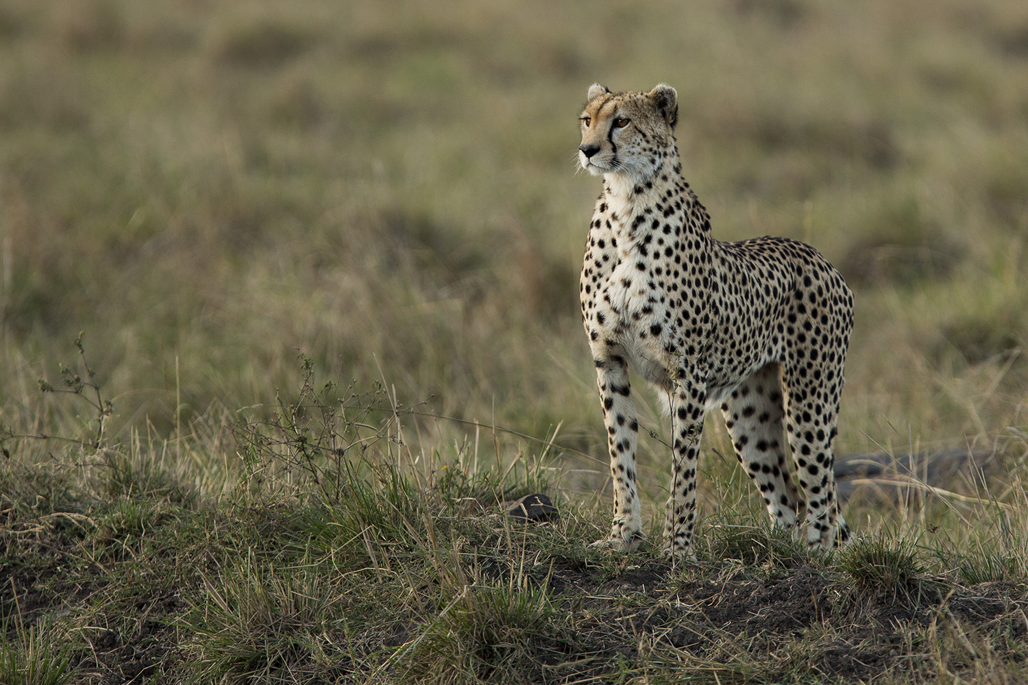 Cheetah poor light