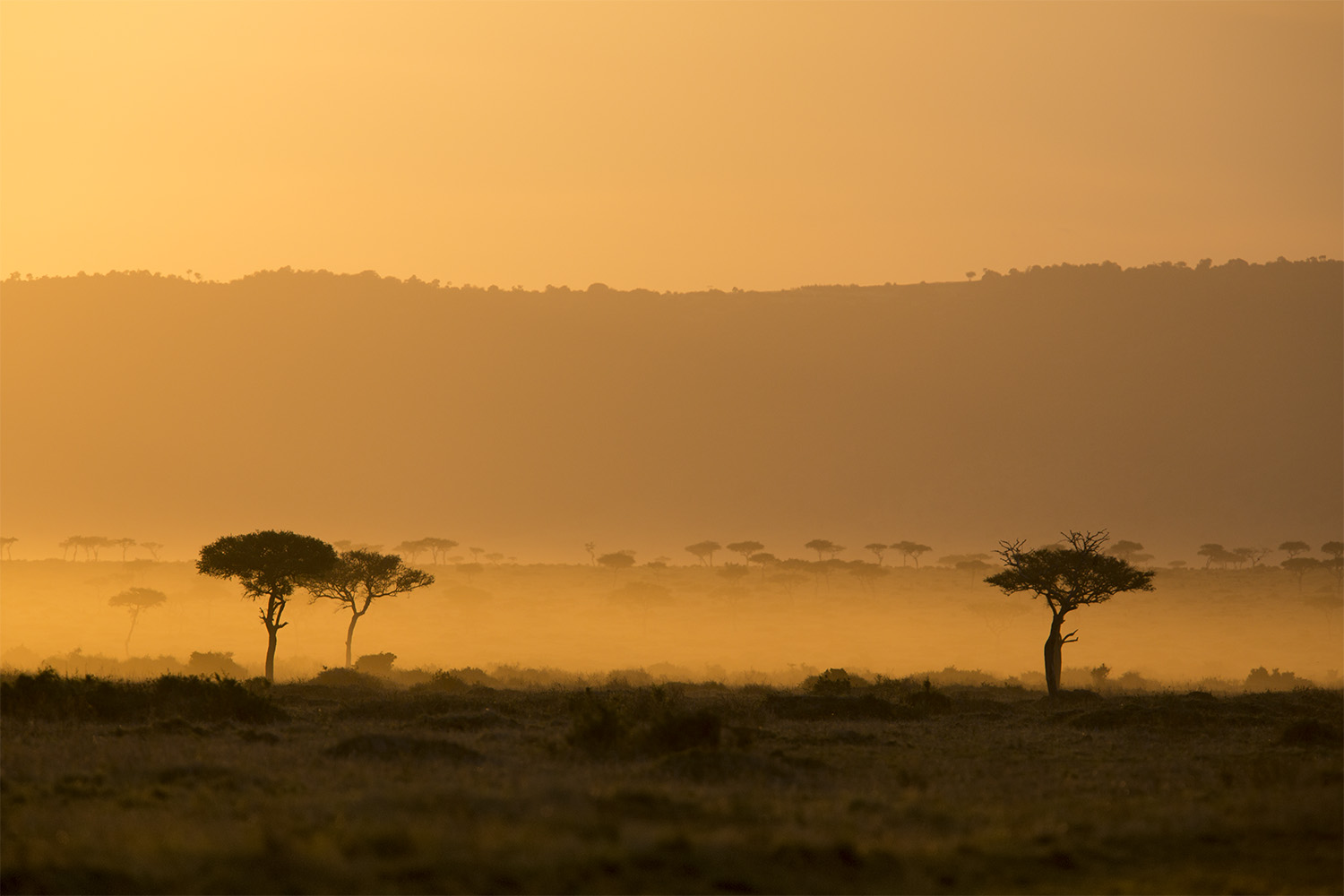 Sunset and trees