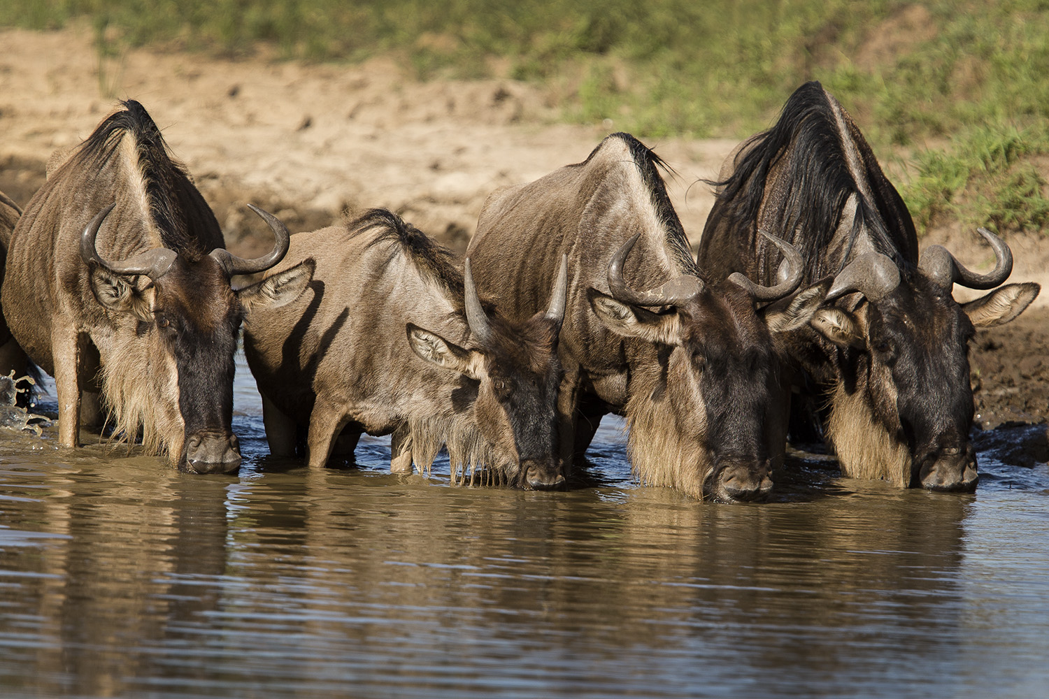 Wildebeest drinking