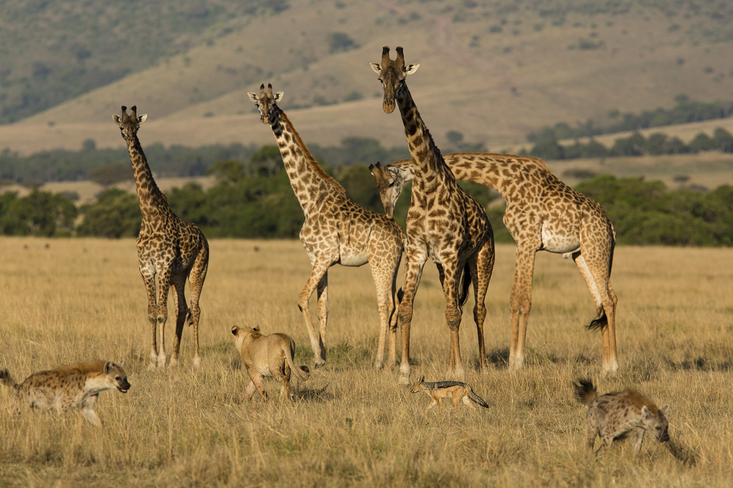 Giraffe and lion standoff 