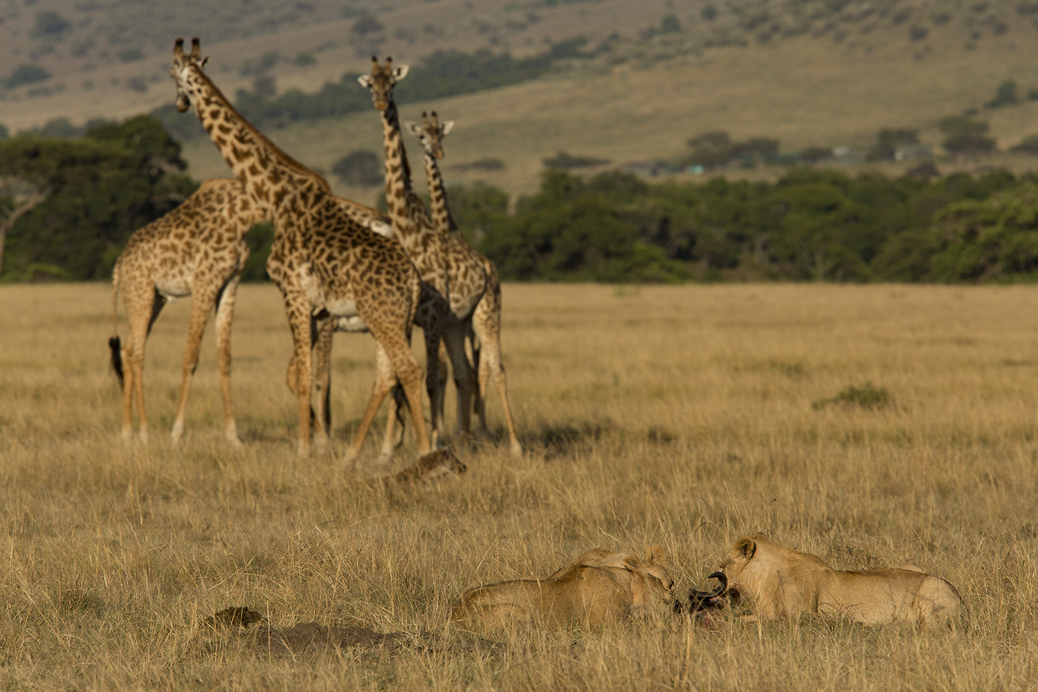 Giraffe and lions