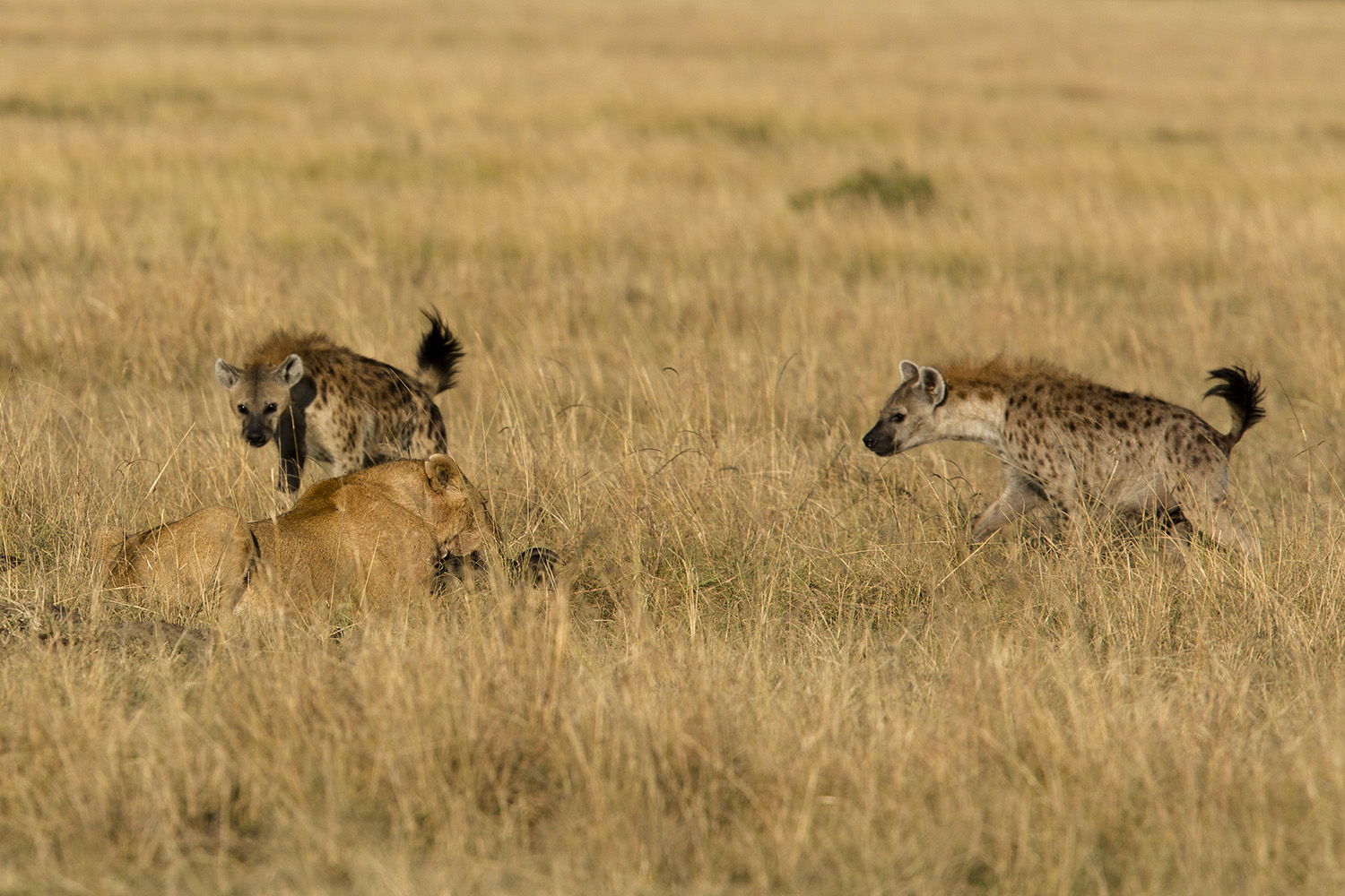 Hyena take lion