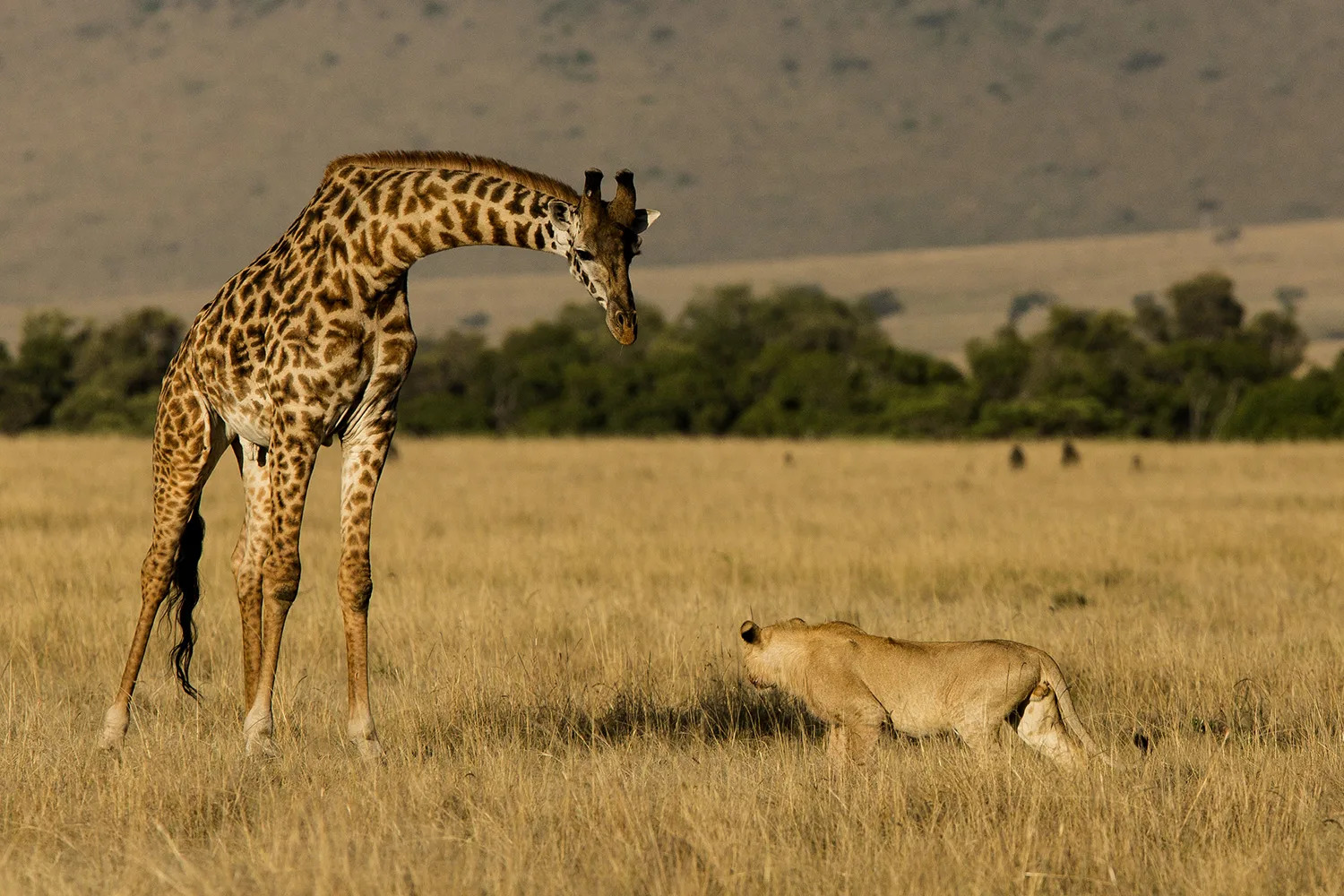 Lion and giraffe