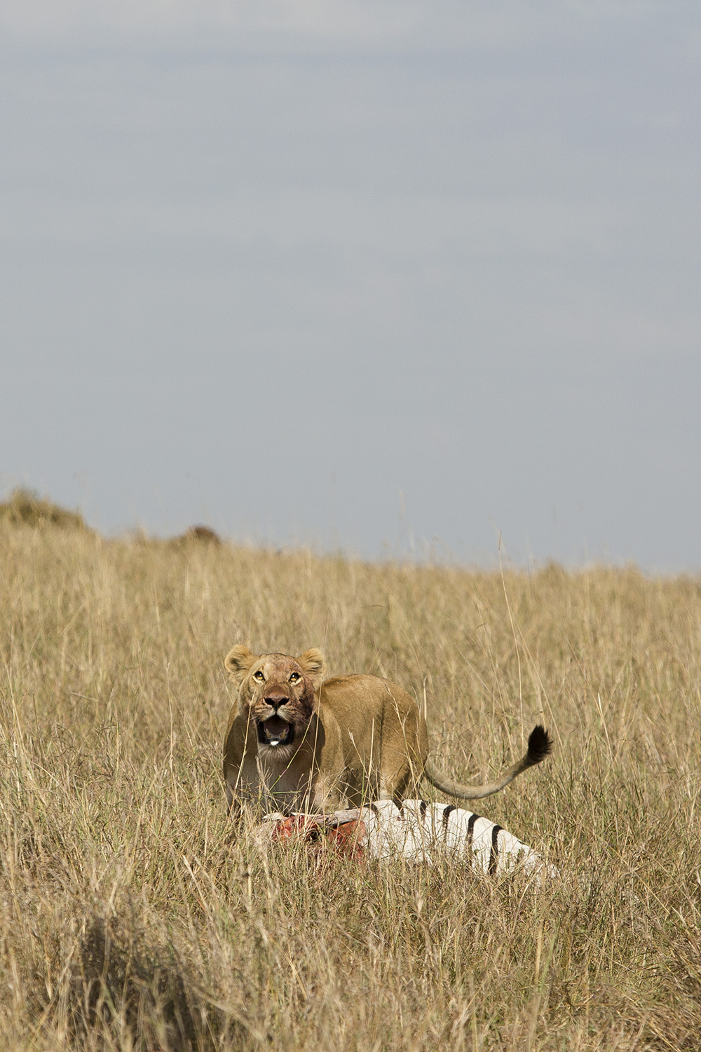 Lion looking up