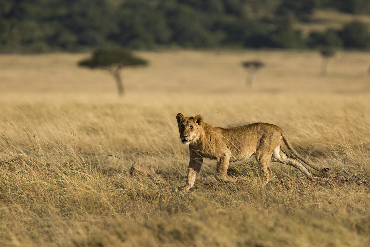 Lion young running