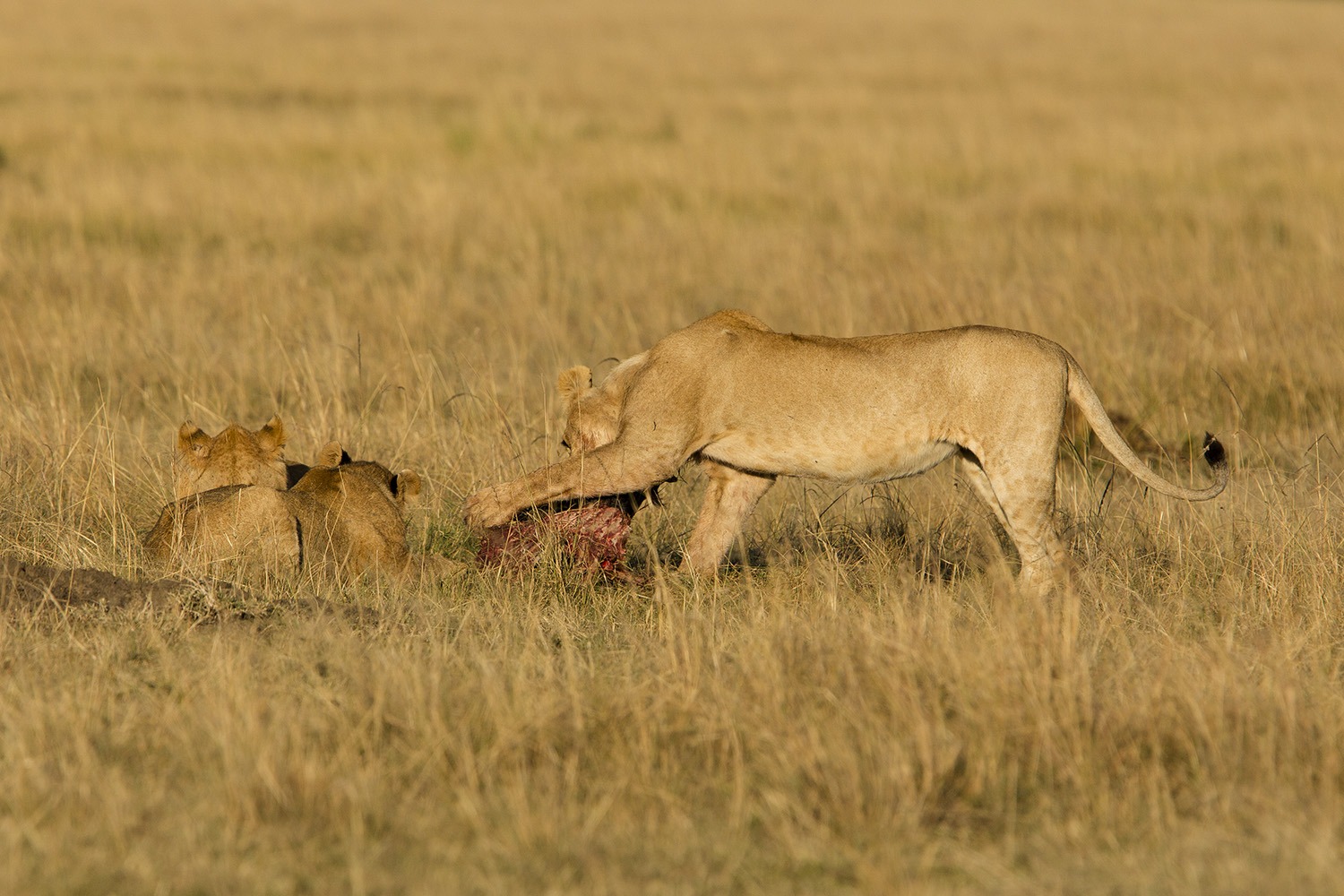 Lions at kill