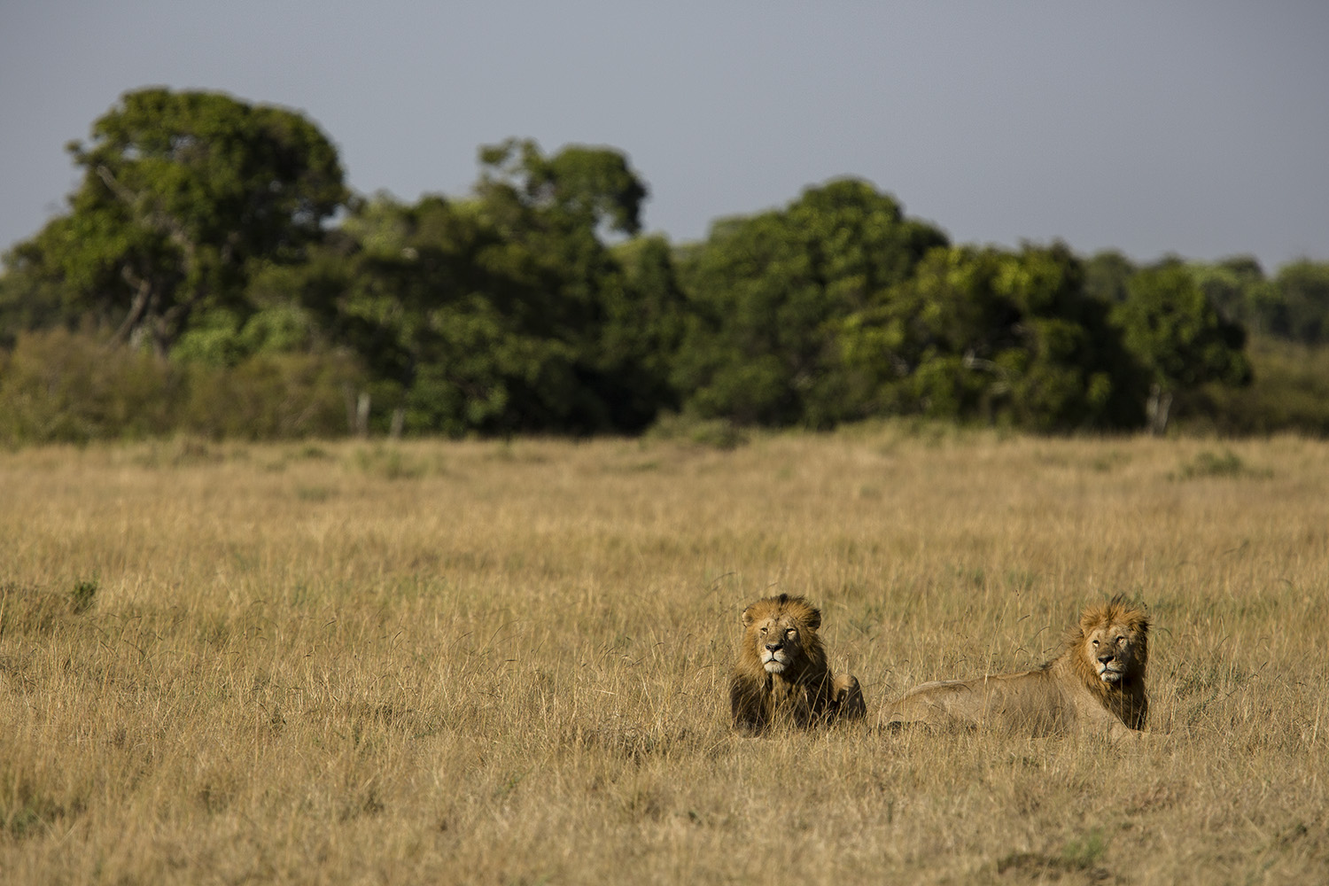 Male lions