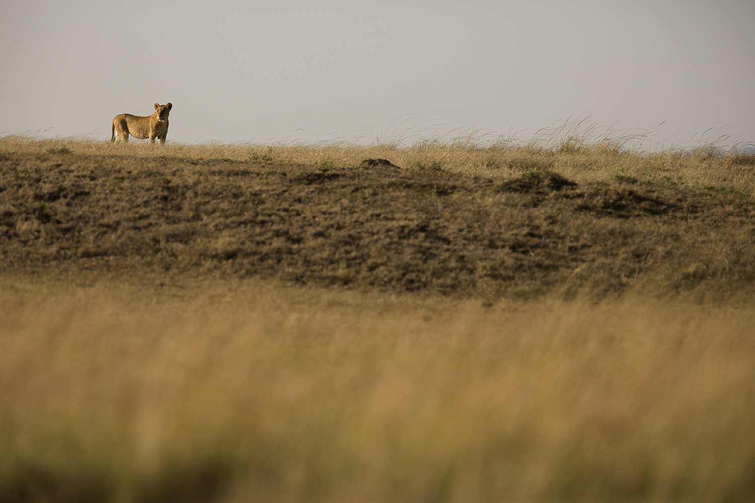 Unusual lion crop