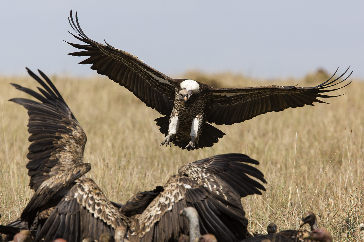 Vultures and wings