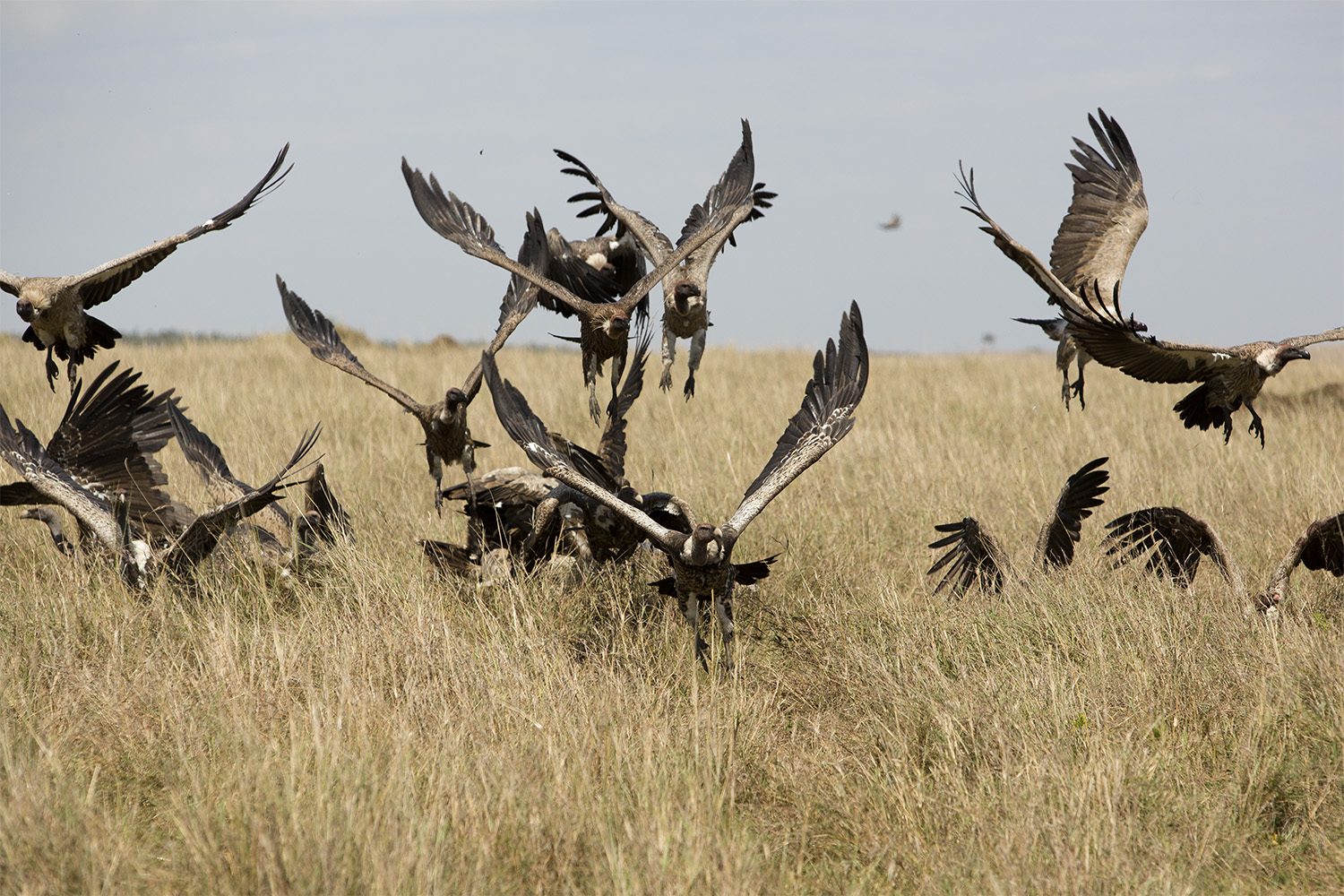 Vultures fly